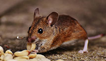 24 Hour & Emergency Exterminators in Creedmoor, NC